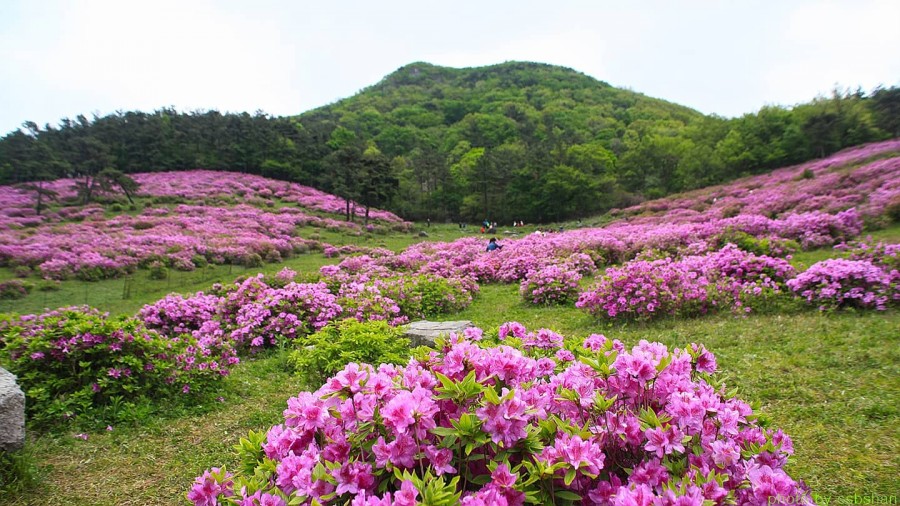 철쭉공원 이미지