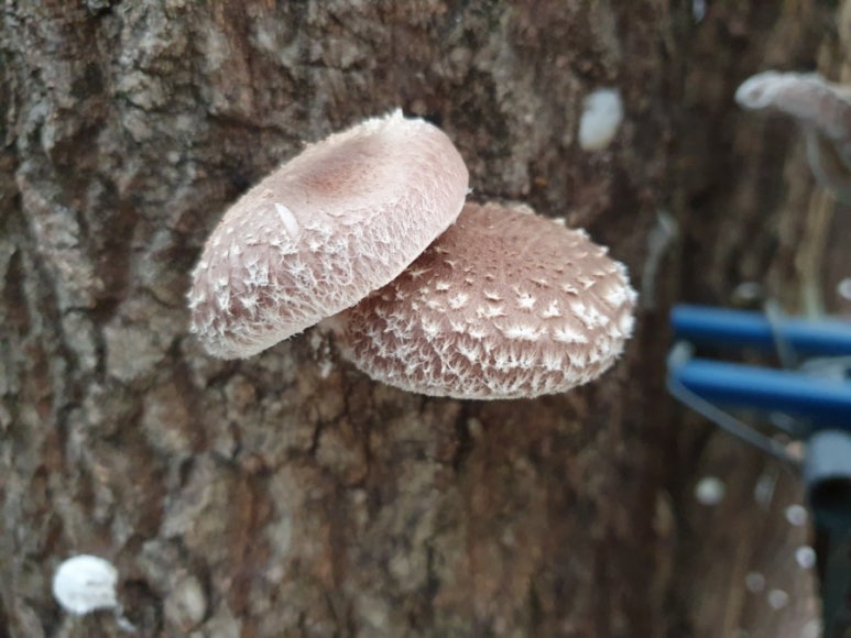 지리산천령표고농원 이미지