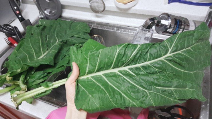 초록녹즙마을 이미지