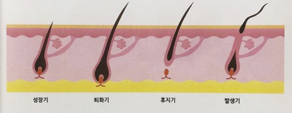 벨로왁싱 이미지