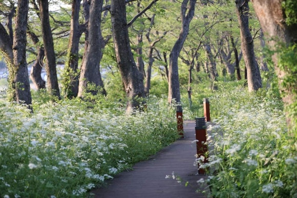 천작 이미지