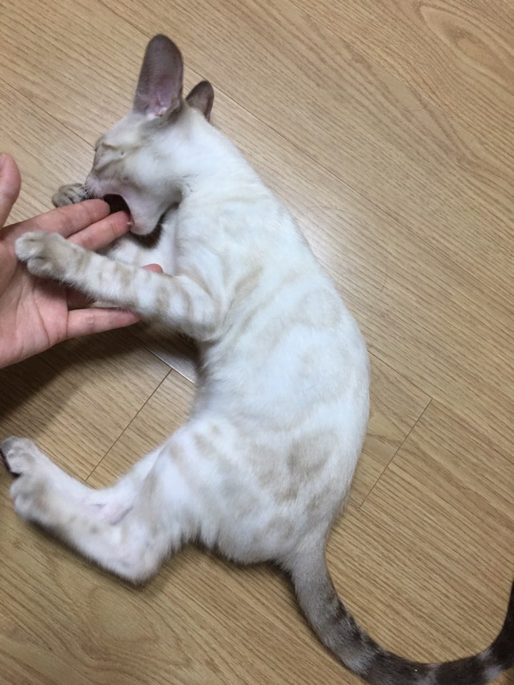 쌀돌이 이미지