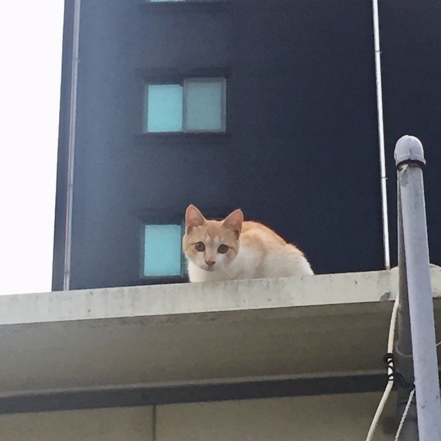 연두민어찜 이미지
