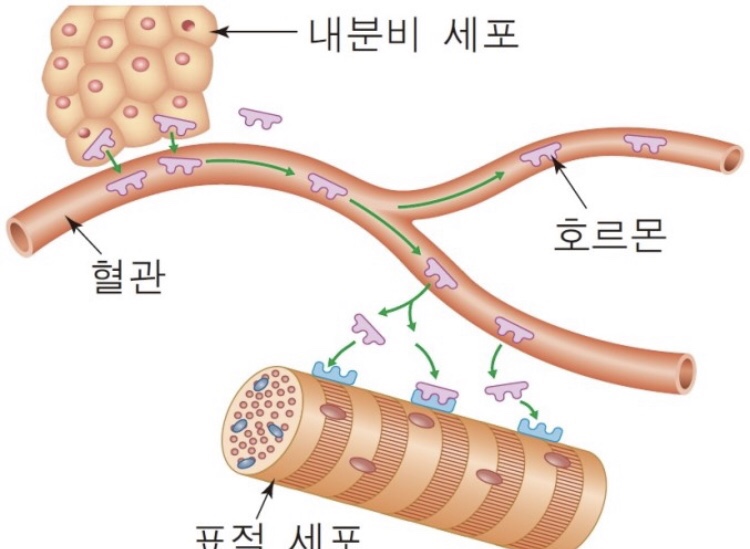효GYM 이미지