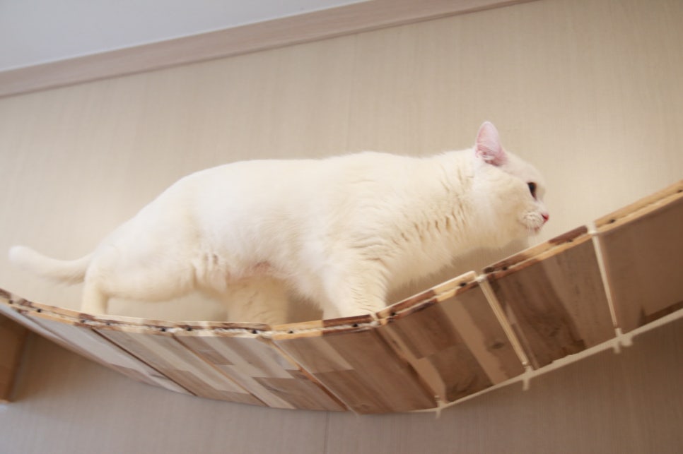 캣츠호텔 이미지
