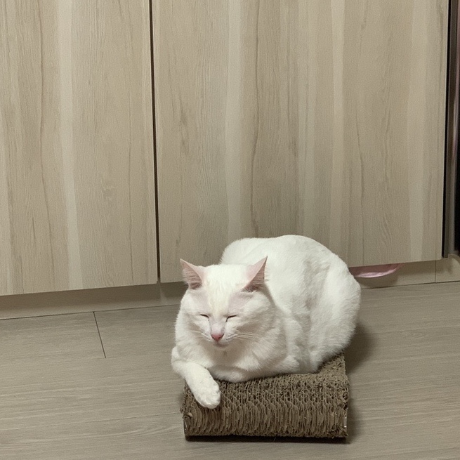 뚱시 이미지