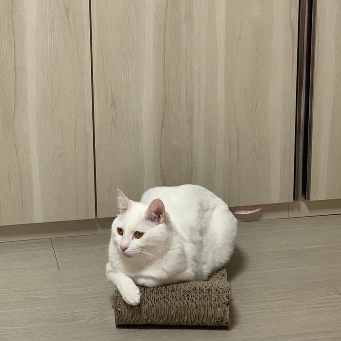 뚱시 이미지