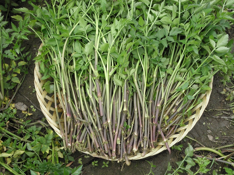 화순불미나리(주) 이미지