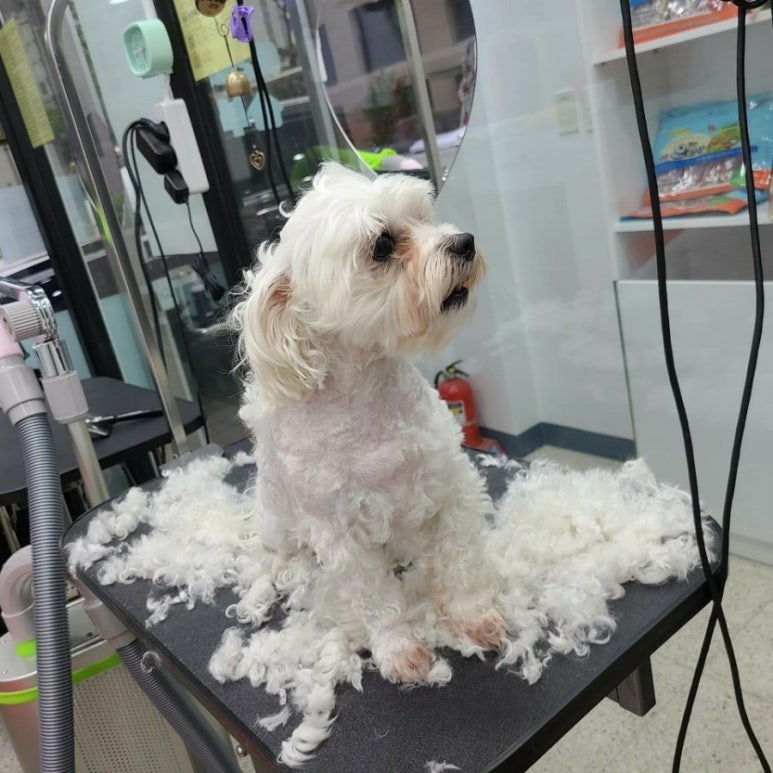 몽실이 이미지
