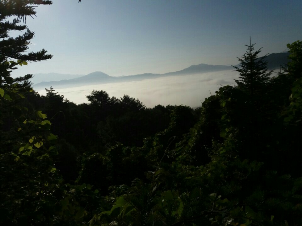 강원산양삼 이미지