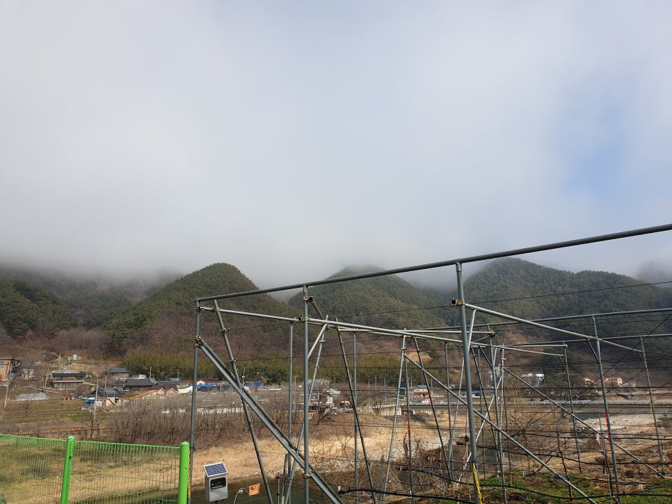 지리산황금나무 이미지