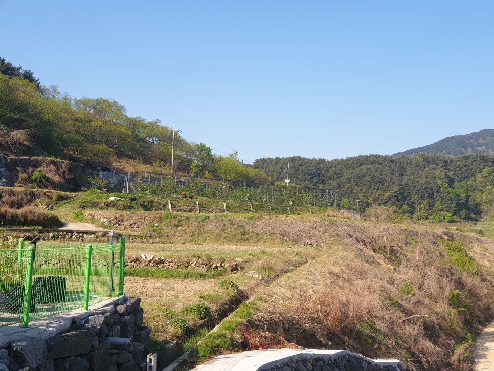 지리산황금나무 이미지