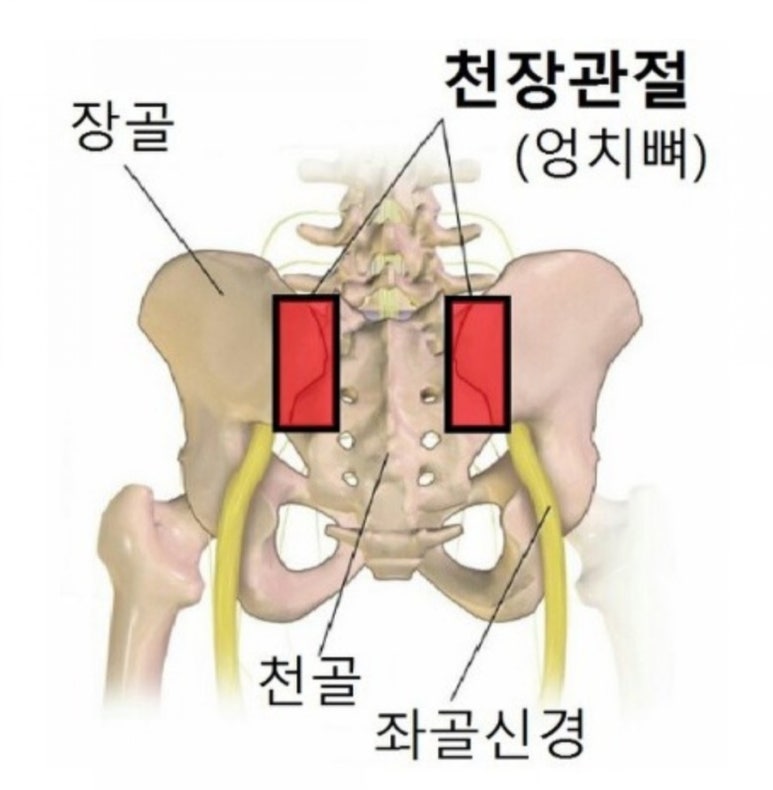 에스스트레칭 이미지
