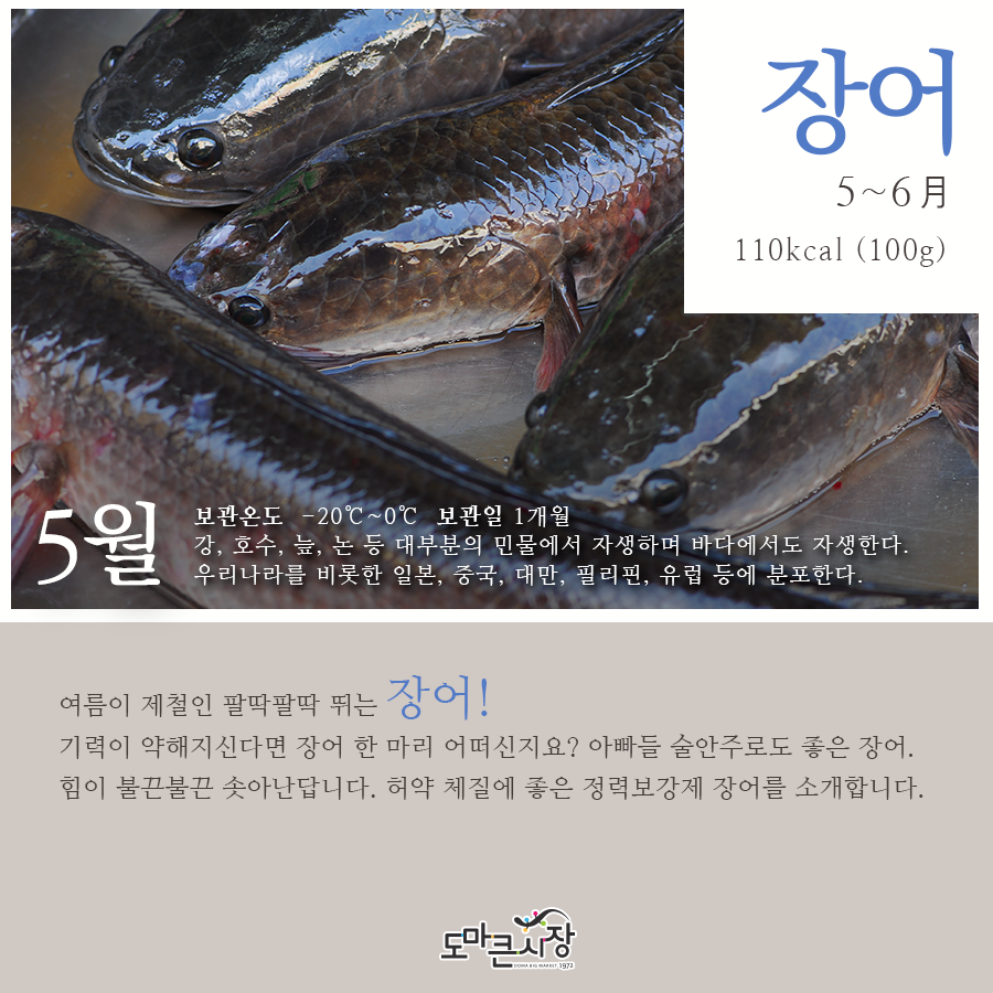 장어보감 이미지