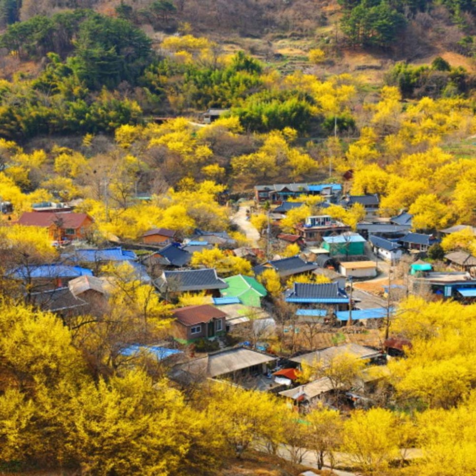 구례한우곱창 이미지