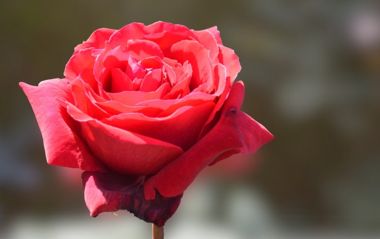 RoseDay 이미지