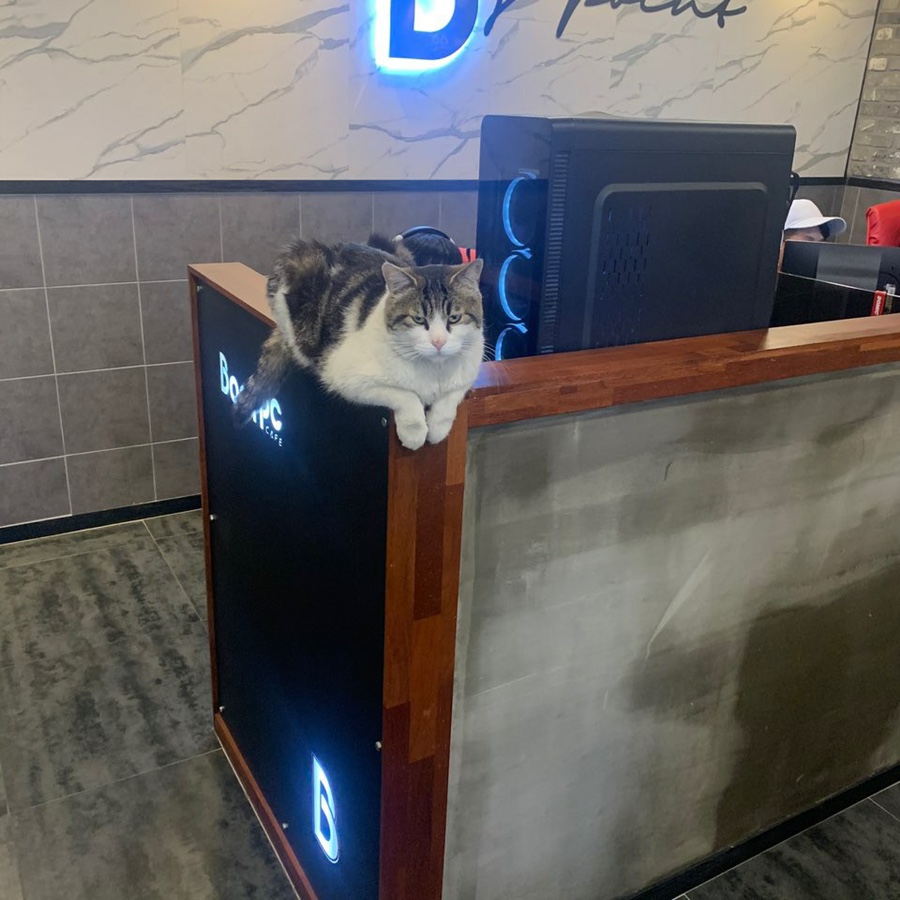 본피씨 이미지