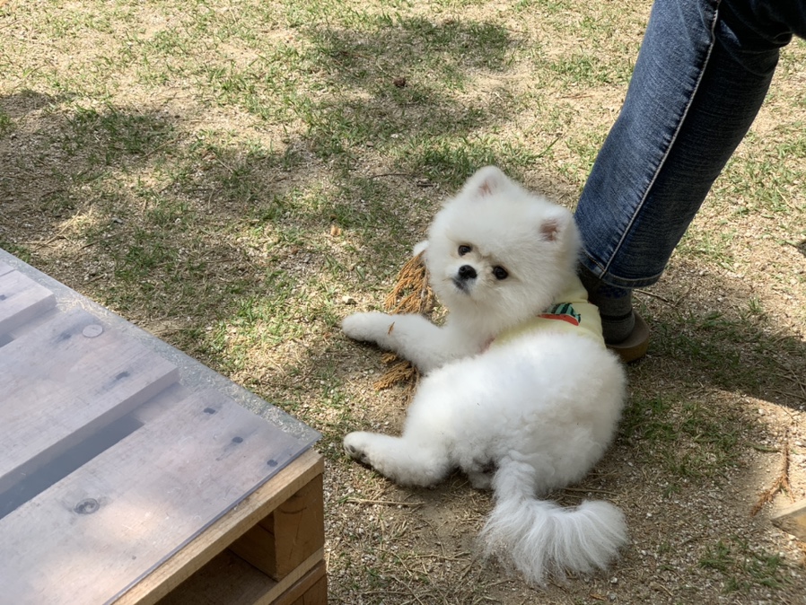 앙피자 이미지
