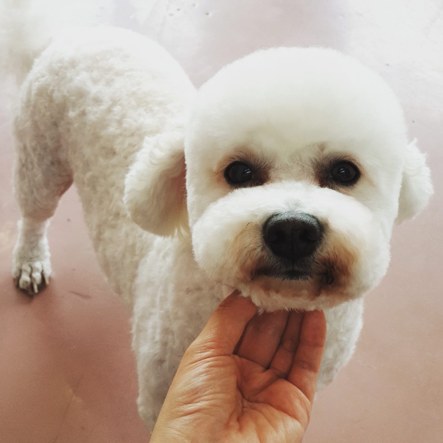 또오개 이미지