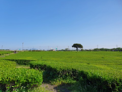 다정이네김밥제주 이미지