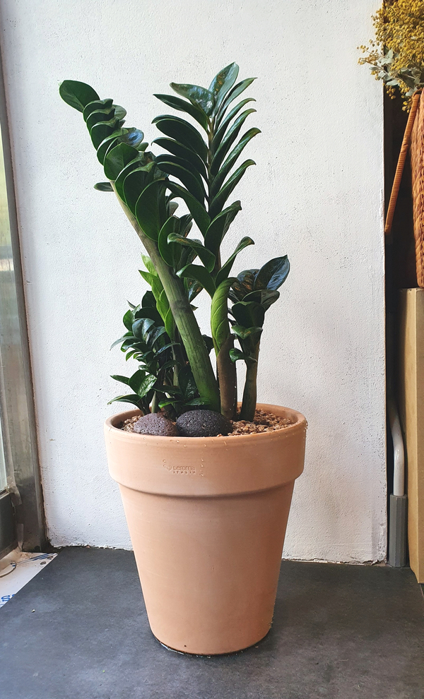정화다방 이미지