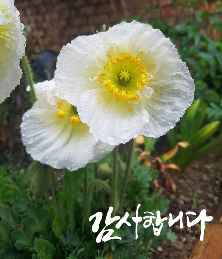 낮달멋글씨 이미지