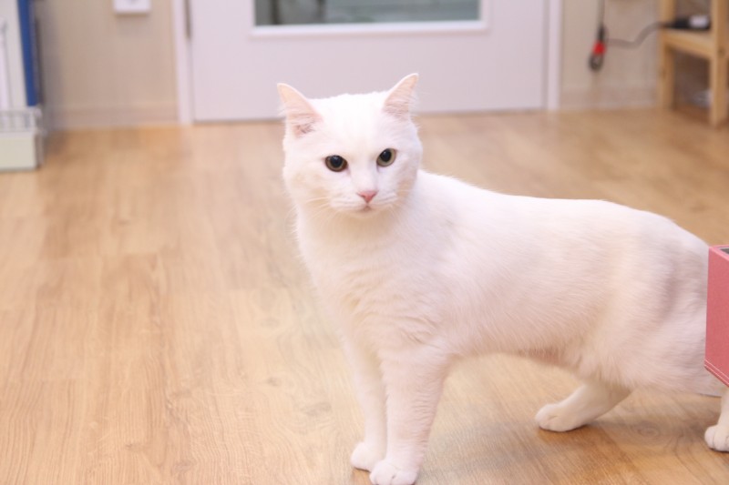 캣츠호텔 이미지