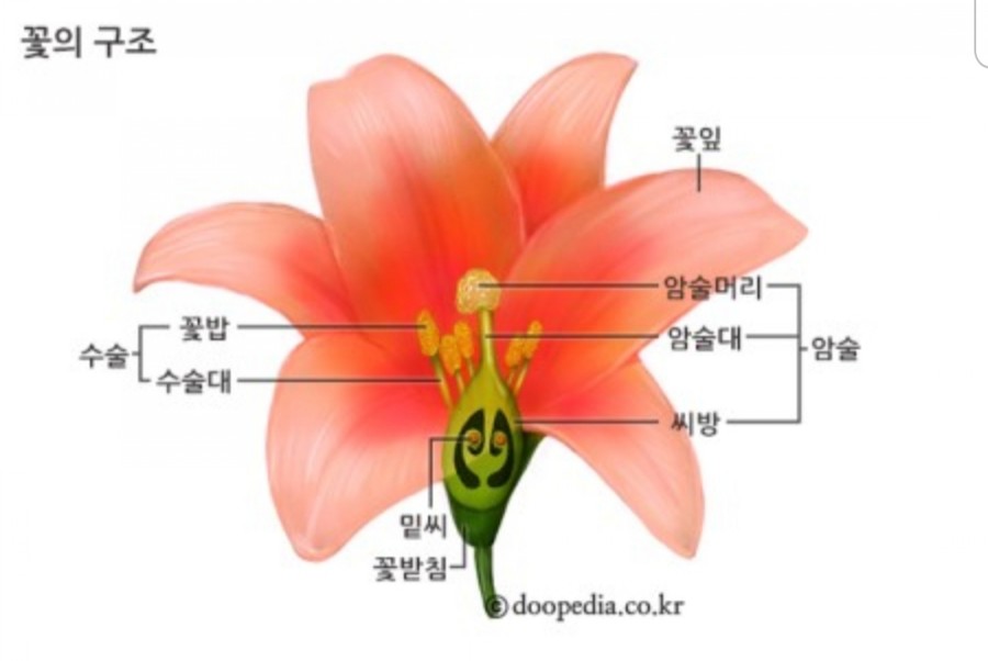 다육이랑꽃이랑 이미지