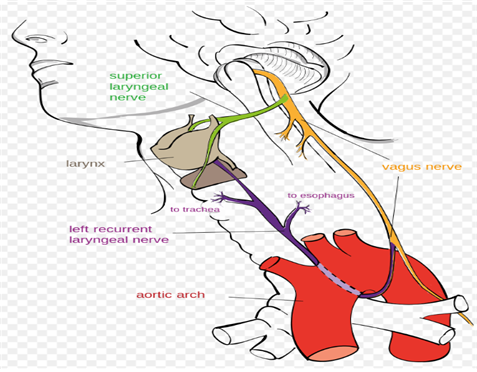 Uvulus : 네이버 블로그