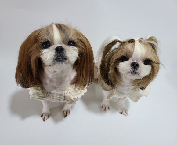 모어더더 이미지