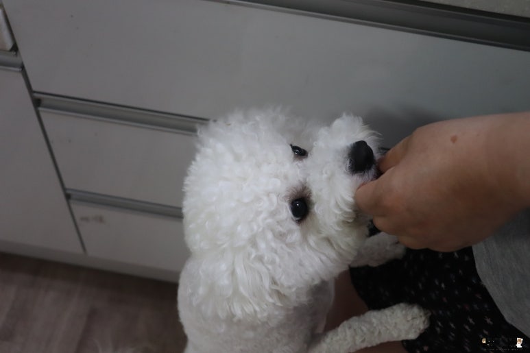 댕댕이 만찬 이미지