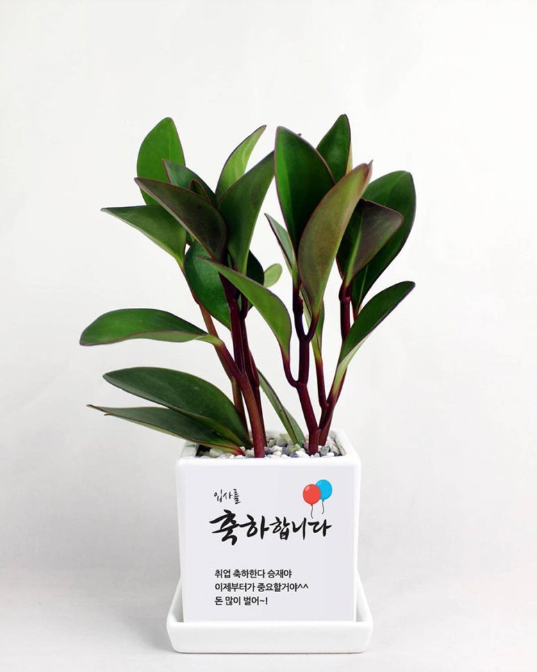 조아그린 이미지