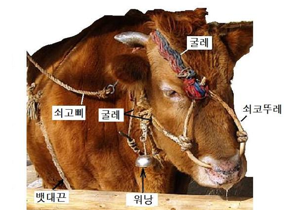 코꾼지 이미지