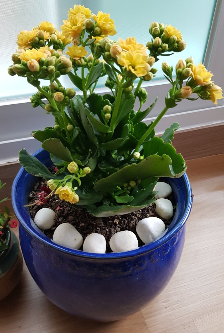 중앙꽃화원 이미지
