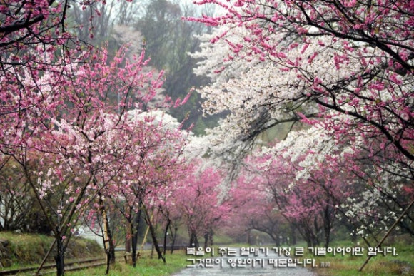 여기;꽃자리 이미지
