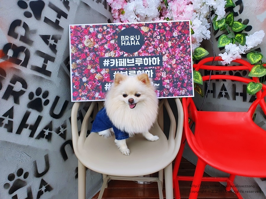 카페브루하하 이미지