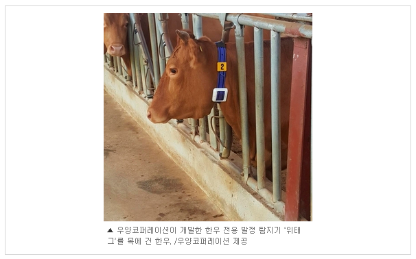 골든한우 이미지