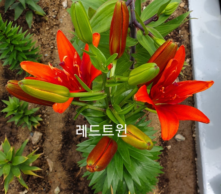 꽃을좋아하는사람들 이미지