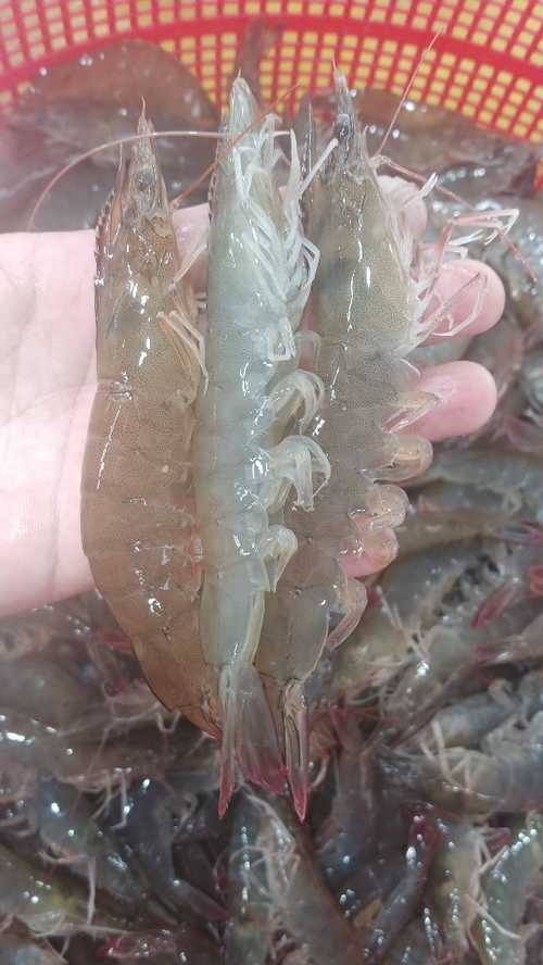 신안꾸지뽕 이미지