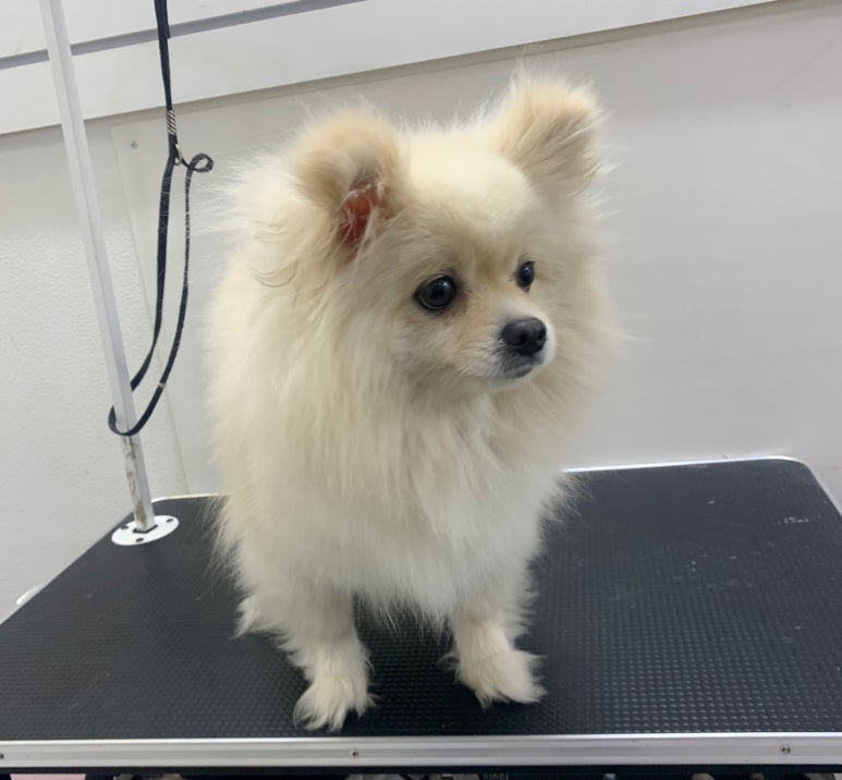 스탑 이미지