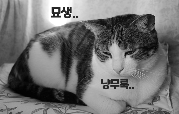 블리스캣 이미지