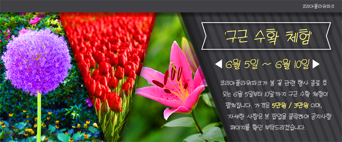 코리아플라워 이미지