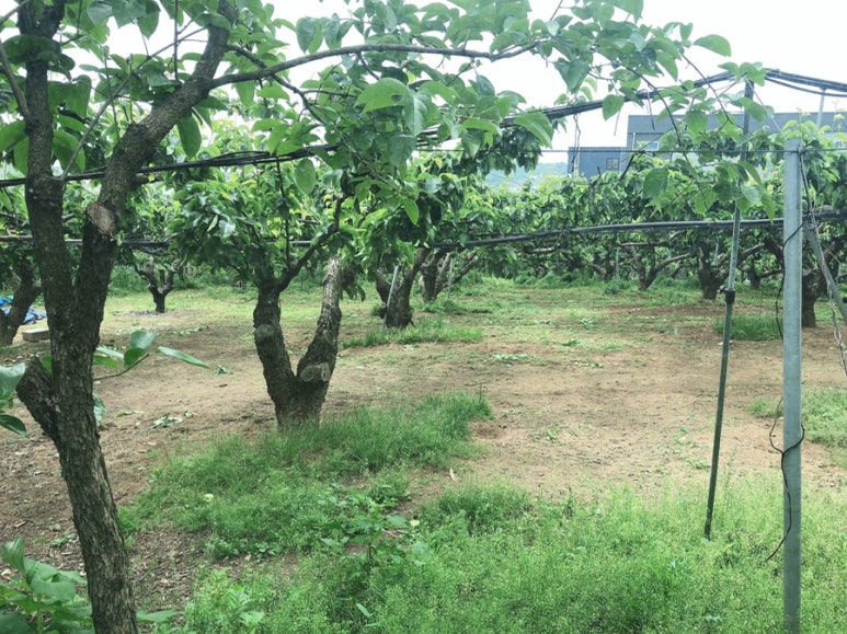 촌놈한우촌 이미지