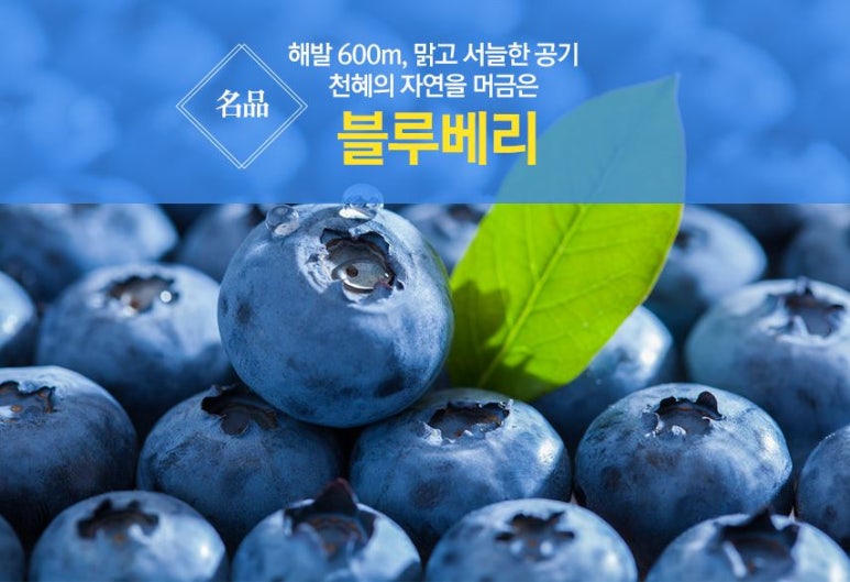 정선블루베리협동조합 이미지