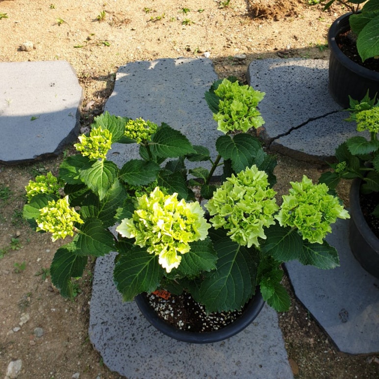 Noblesse노블레스 이미지