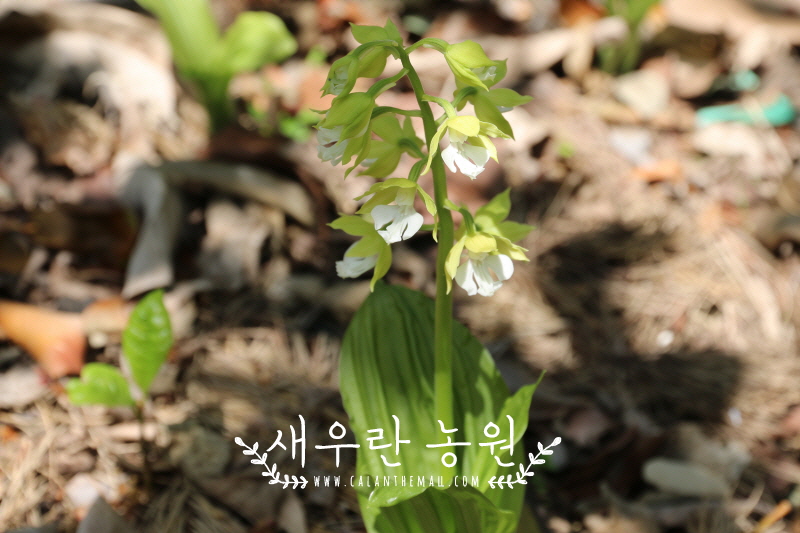 자란들 이미지