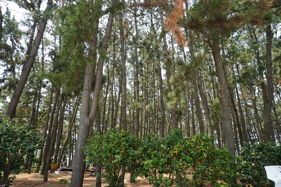 용두주 이미지