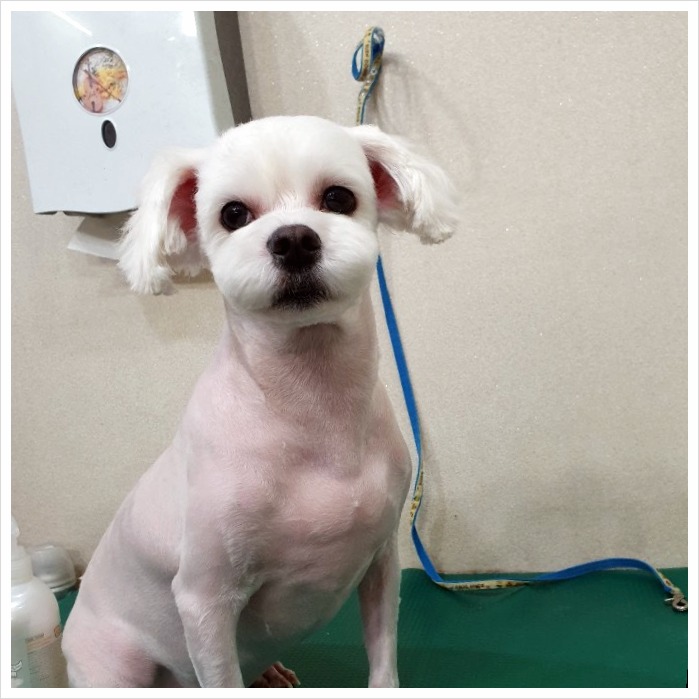 아지양 이미지