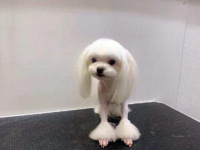 스탑 이미지