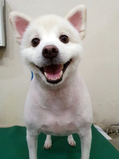 아지양 이미지